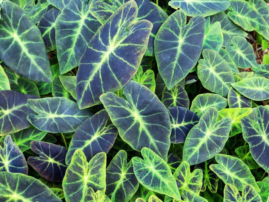 Алоказия Локо