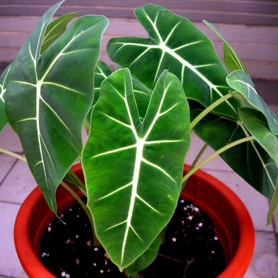 Алоказия розовый дракон