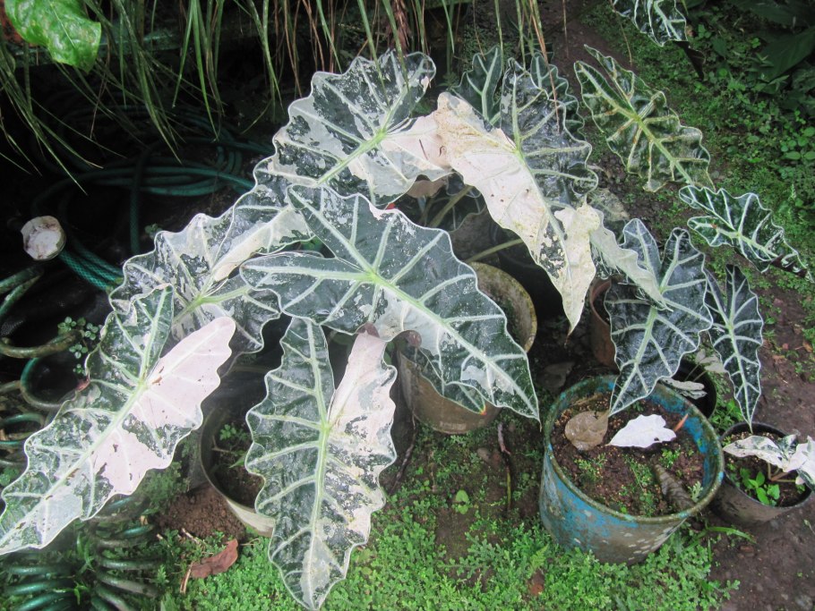 Алоказия Калидора