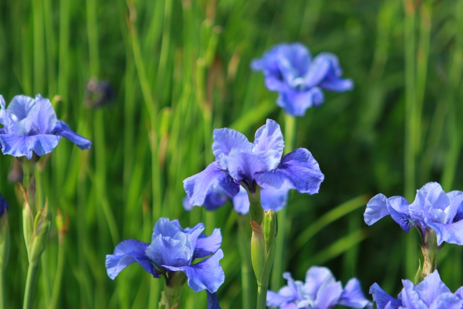 Ирис Сибирский (Iris sibirica &#96;Gull&#96;s Wing&#96;)