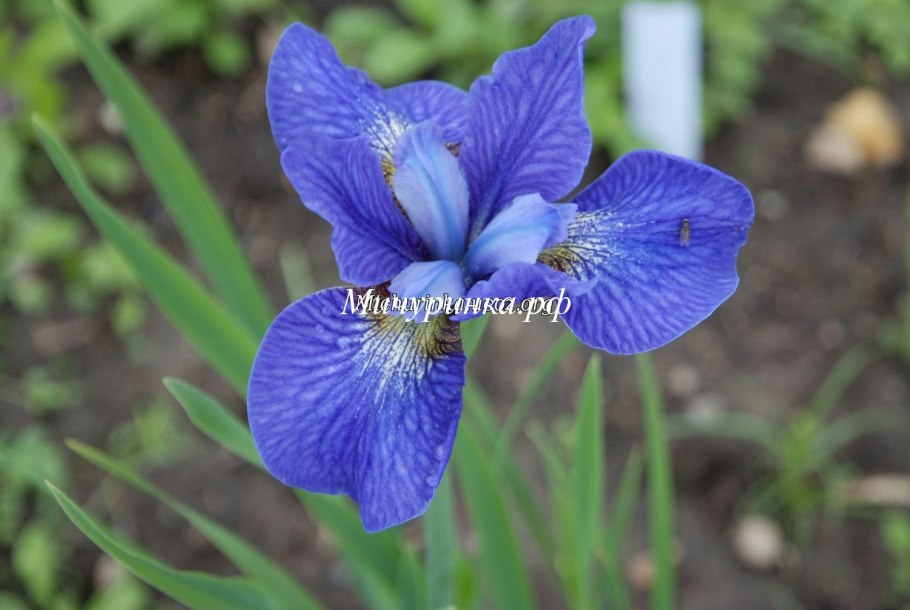 Ирис Сибирский Iris sibirica Fancy me thi