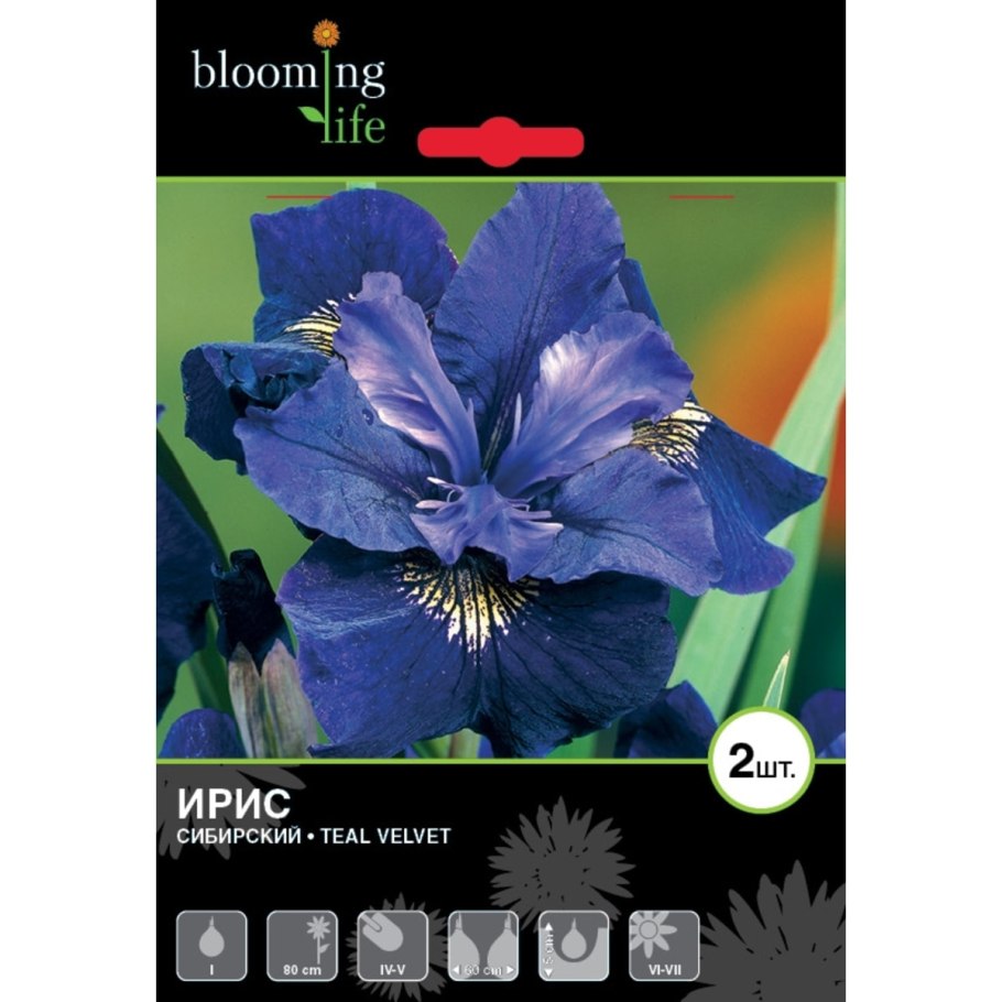 Ирис Ruffled Velvet