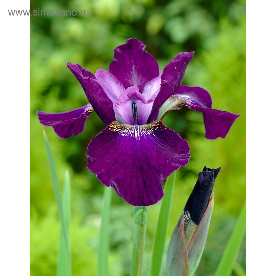 Ирис голубая Лагуна