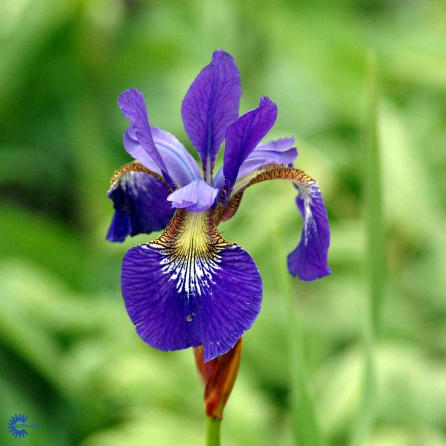 Ирис Сибирский Ruffled Velvet
