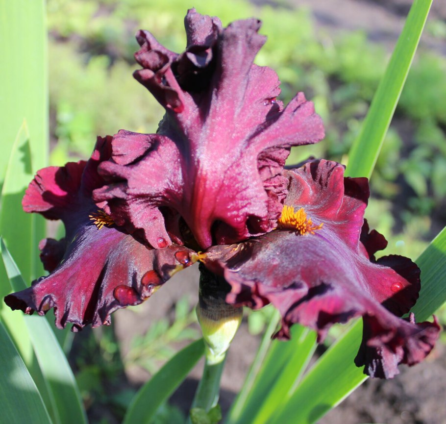 Ирис Сибирский Анкоркед