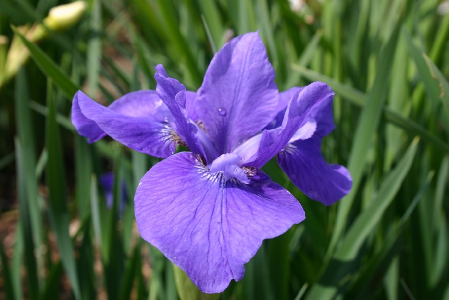 Ирис сибирский iris sibirica