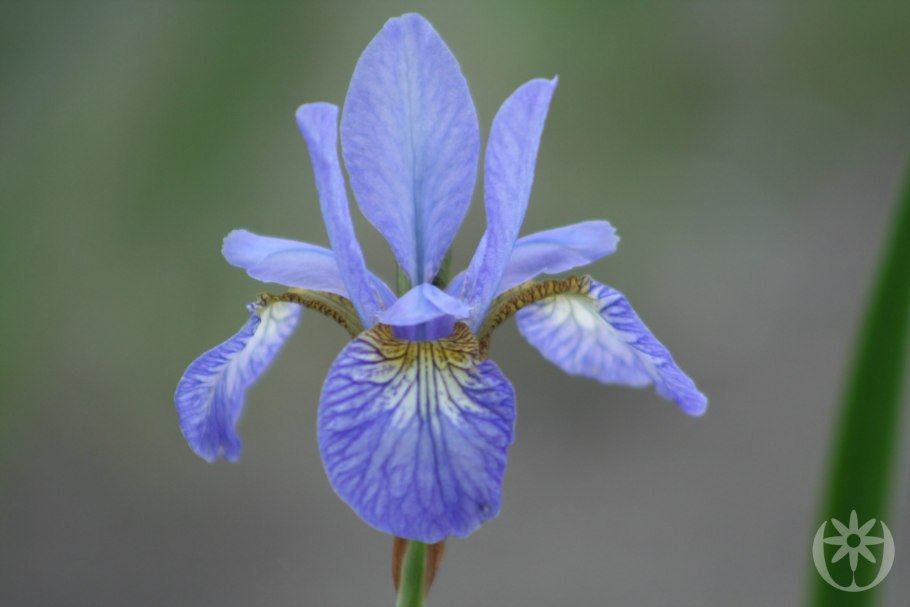 Ирис сибирский тамберг