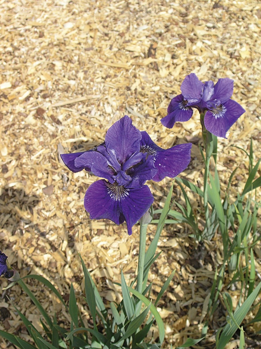 Ирис сибирский ruffled velvet
