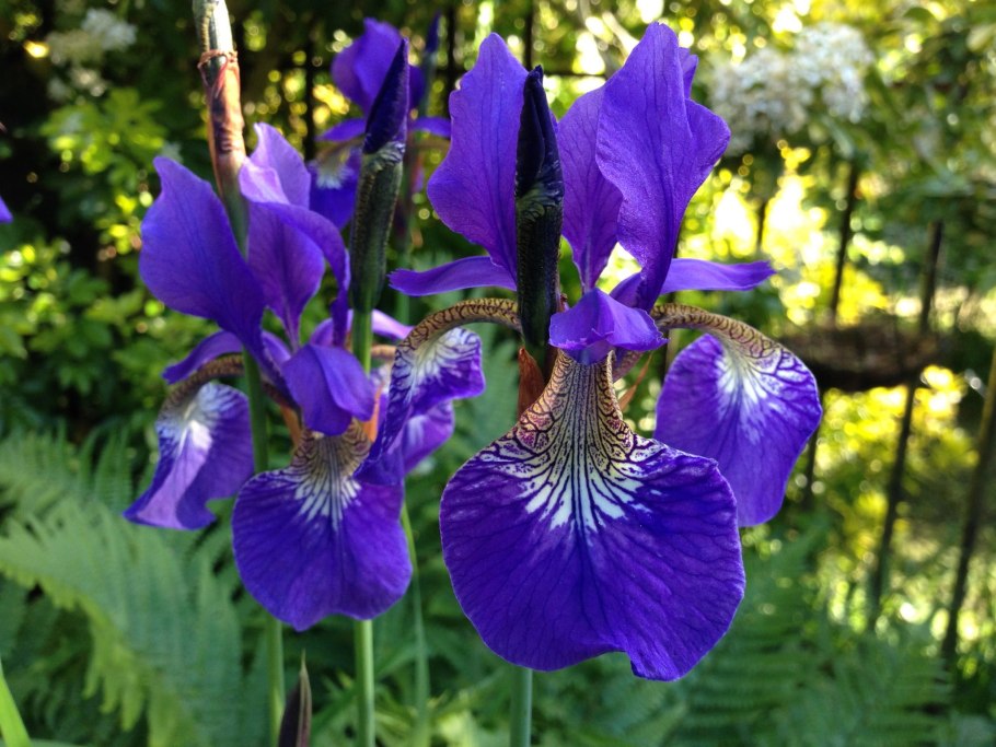 Ирис Сибирский (Iris sibirica &#96;Ruffled Plus&#96;)