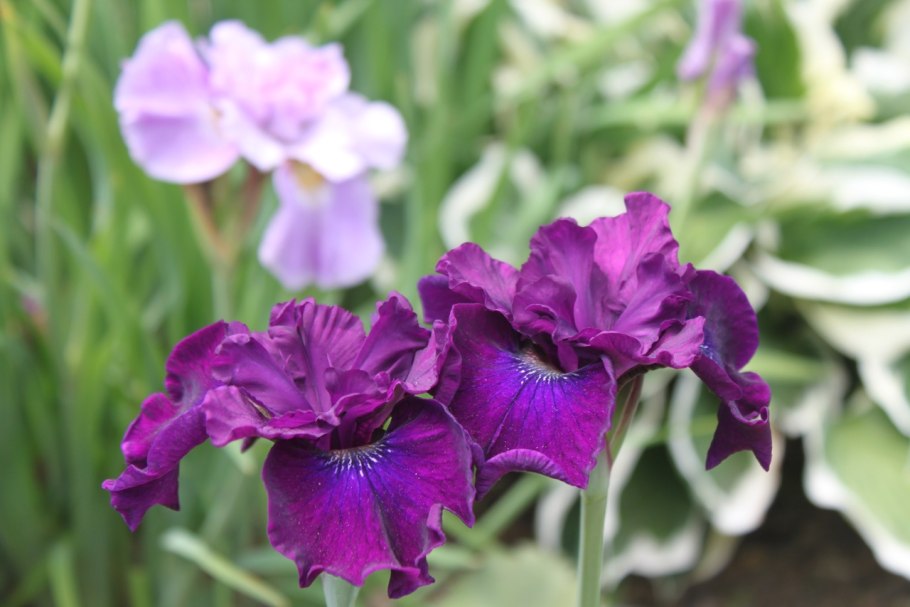 Iris sibirica Ruffled Plus