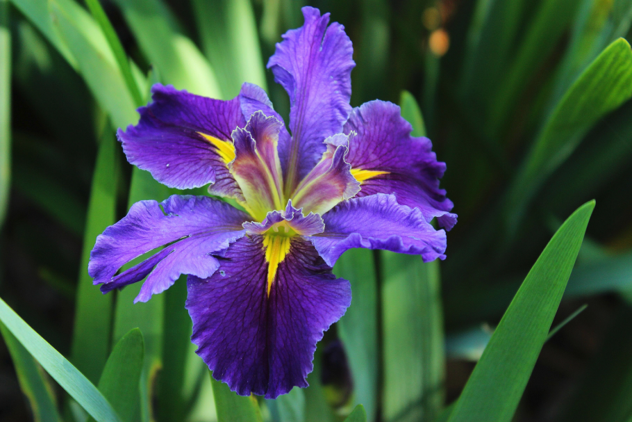 Ирис италиан вельвет