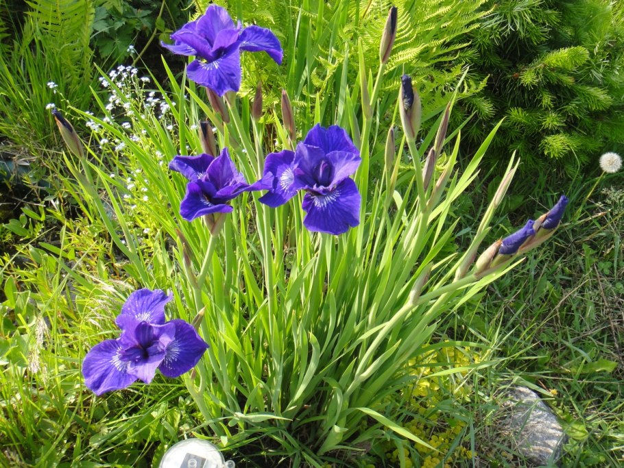 Ирис сибирский пёплишес