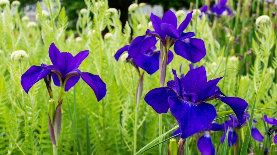 Iris sibirica &#96;Tamberg