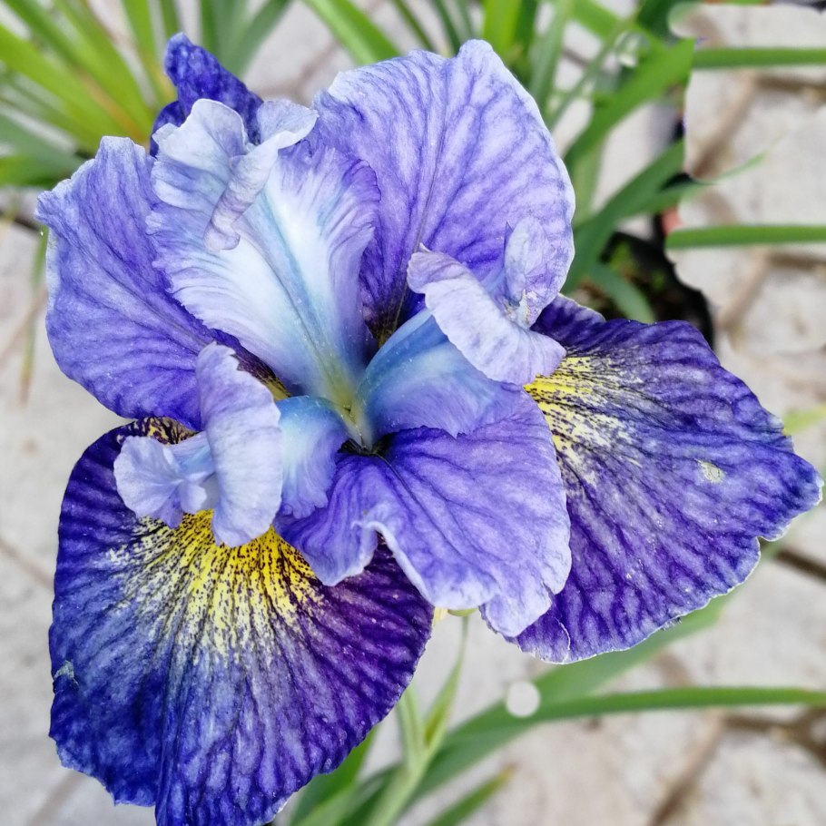 Ирис Сибирский Ruffled Velvet