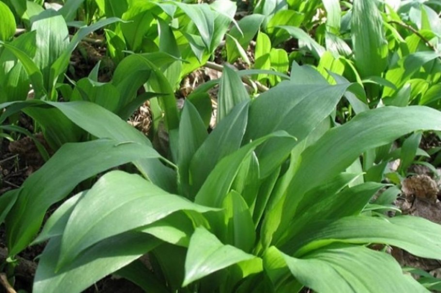 Черемша Огородная