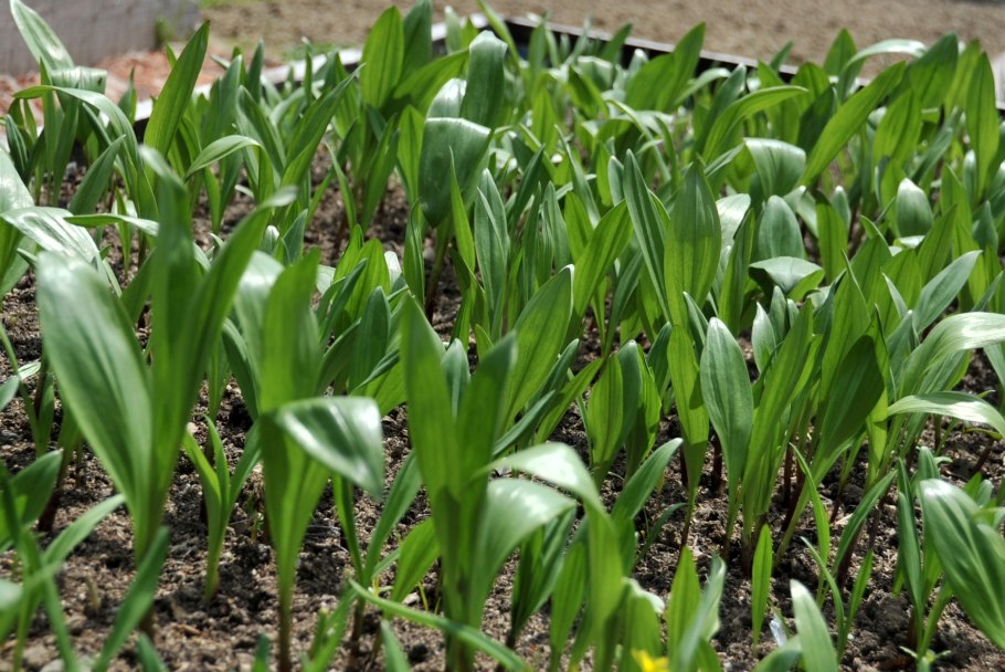 Черемша Камчатская