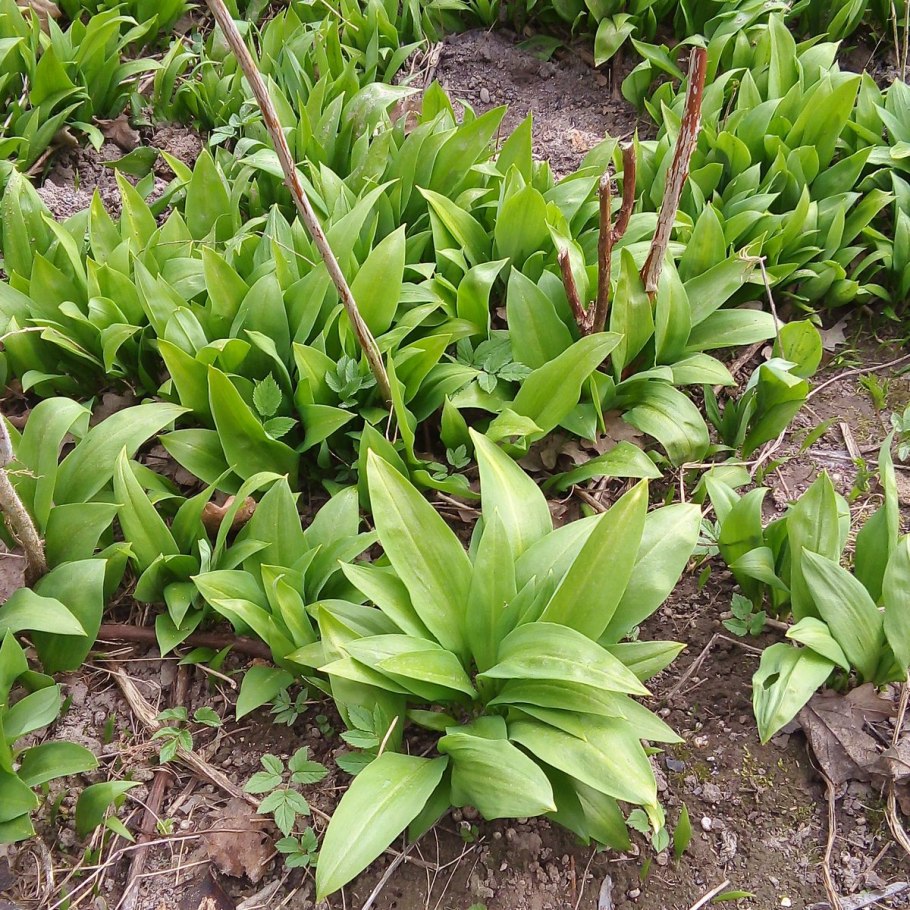 Куст черемши