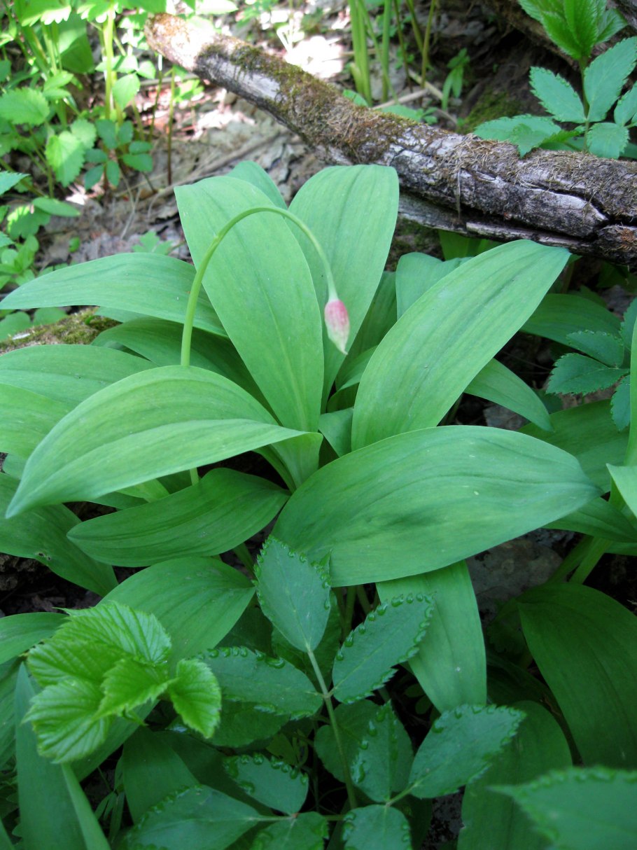 Черемша Лесная