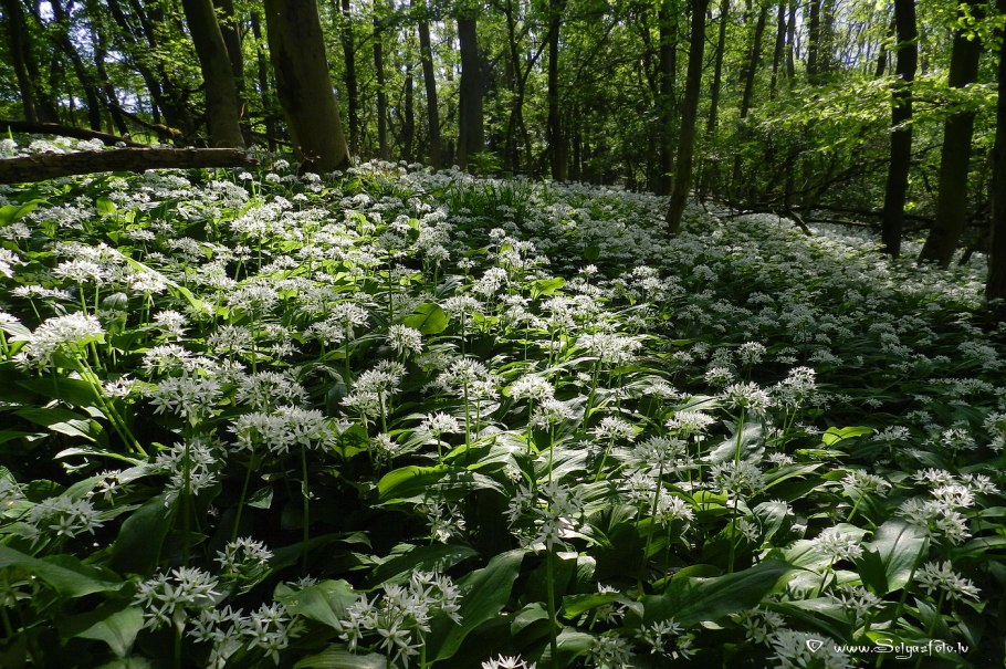 Черемша Лесная