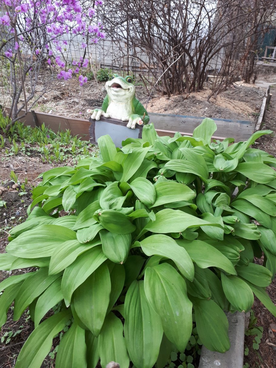 Черемша Дачная