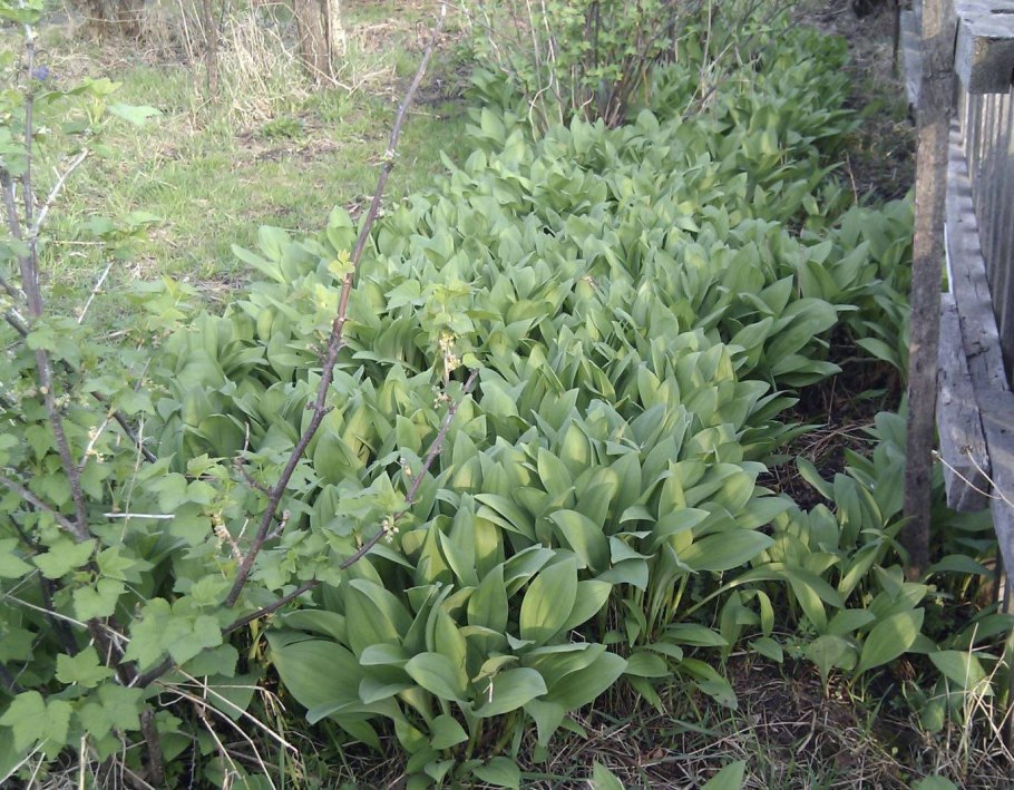 Черемша Камчатская