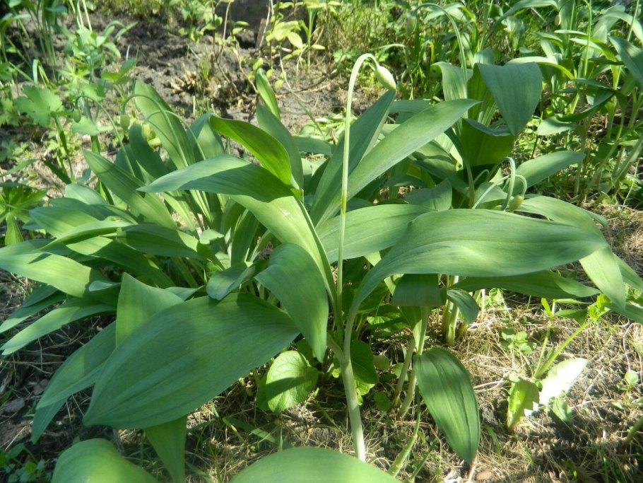 Лук победный черемша