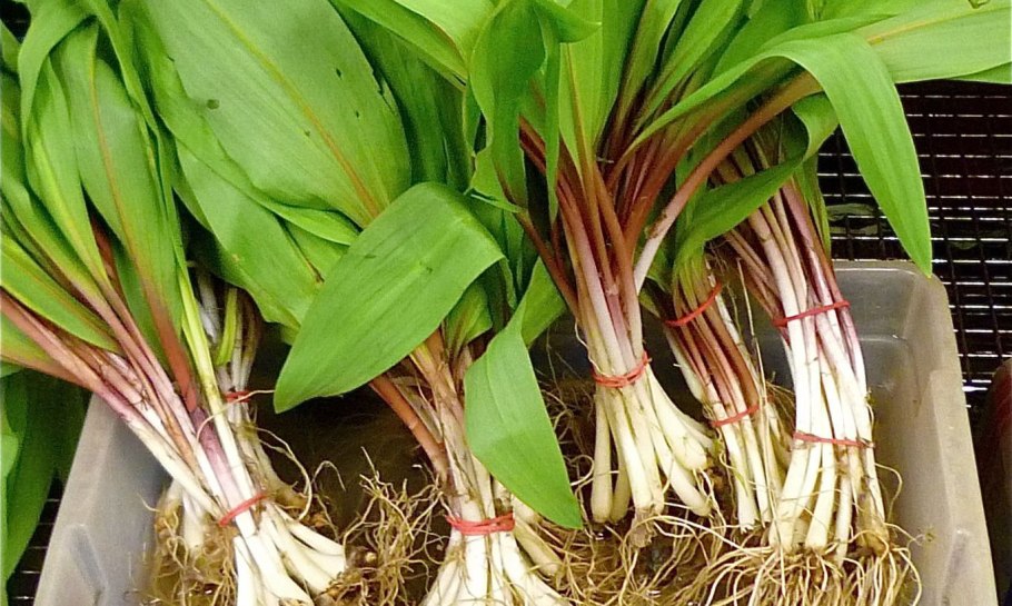 Черемша на Камчатке