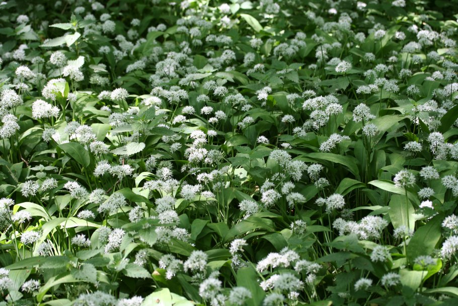 Лук Охотский черемша