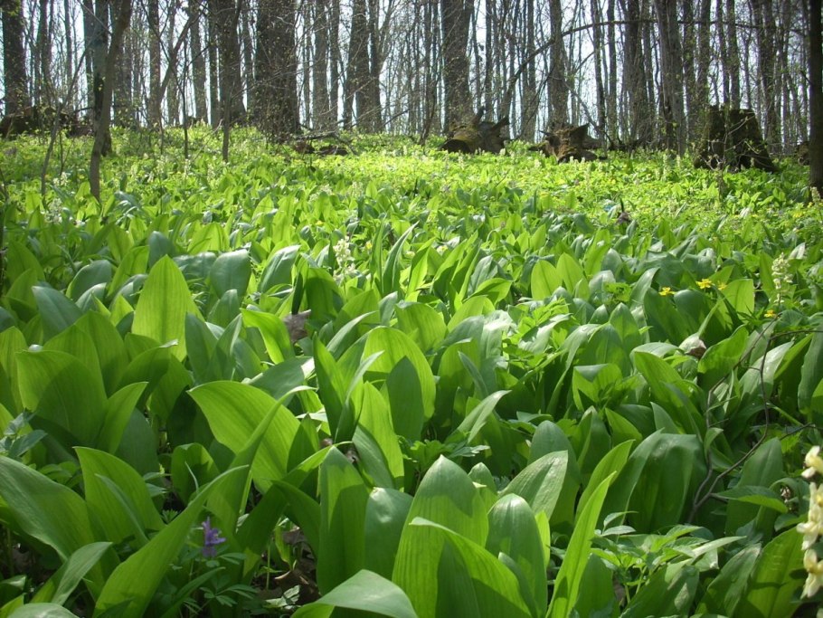 Лук слизун батун