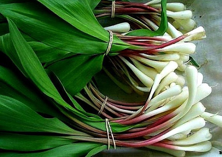 Черемша Камчатская