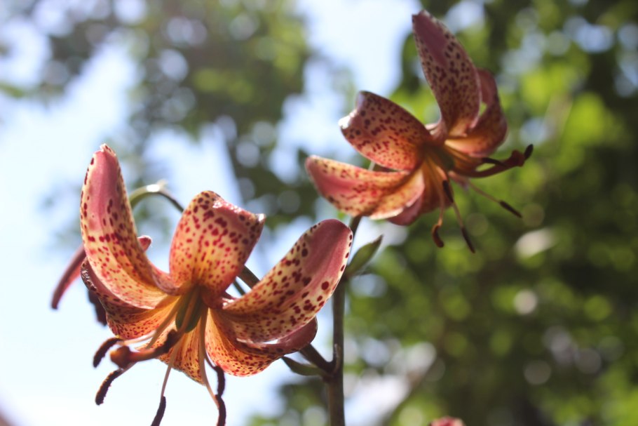 Лилии Арабиан Найт (мартагоны)