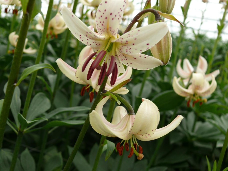 Лилия мартагон саранка