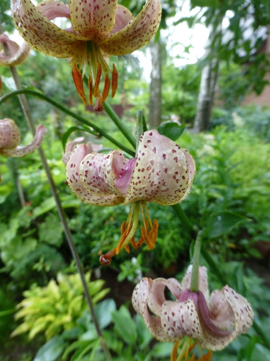 Лилия мартагон саранка