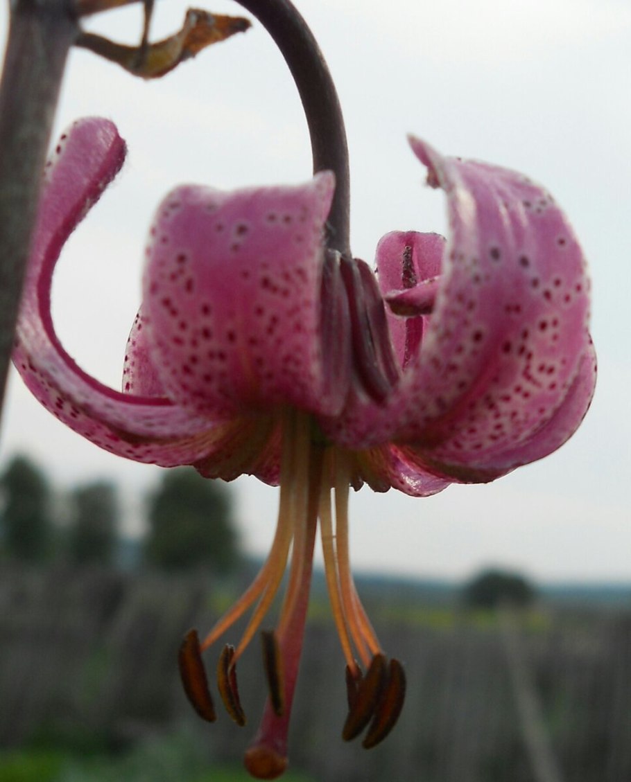 Лилия Манитоба Монинг