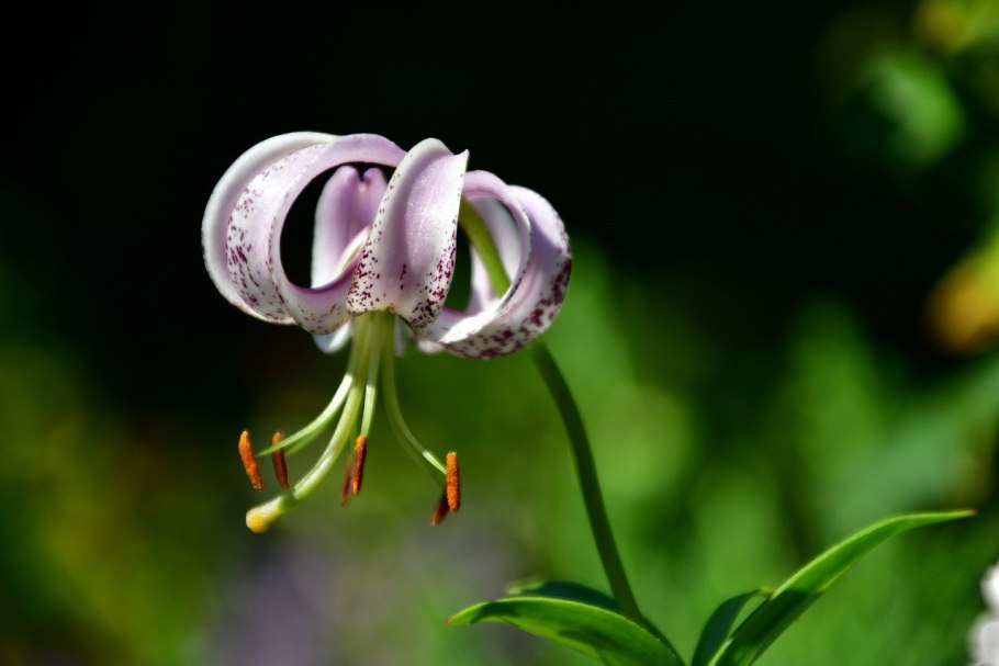 Лилия Манитоба морнинг