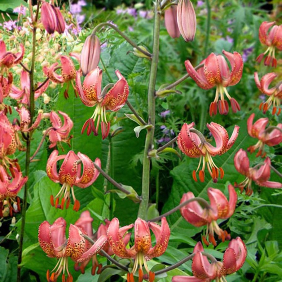 Лилия кудреватая-Lílium mártagon