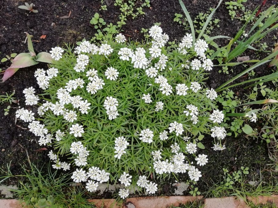 Иберис снежный ковер