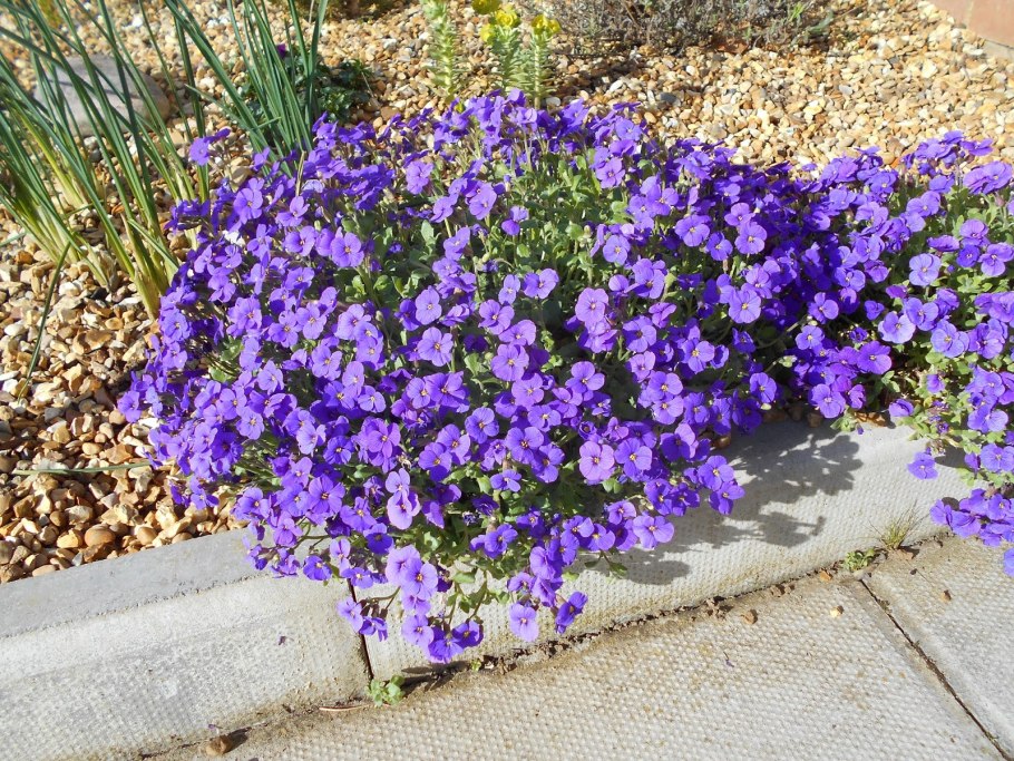 Аубриета Обриета гибридная