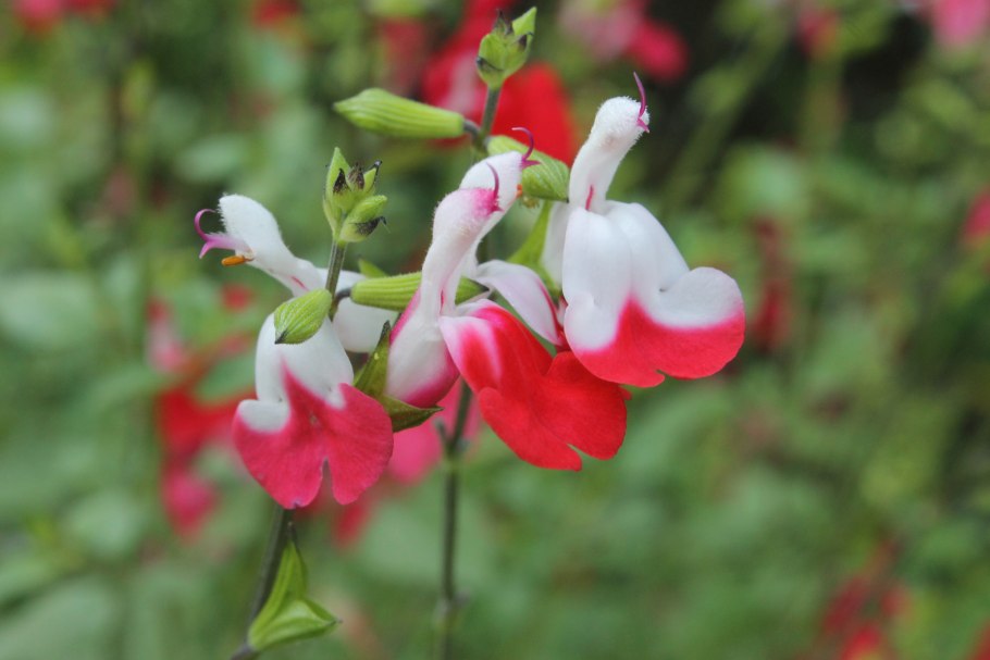 Salvia microphylla hot Lips
