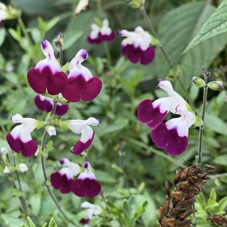 Salvia microphylla hot Lips