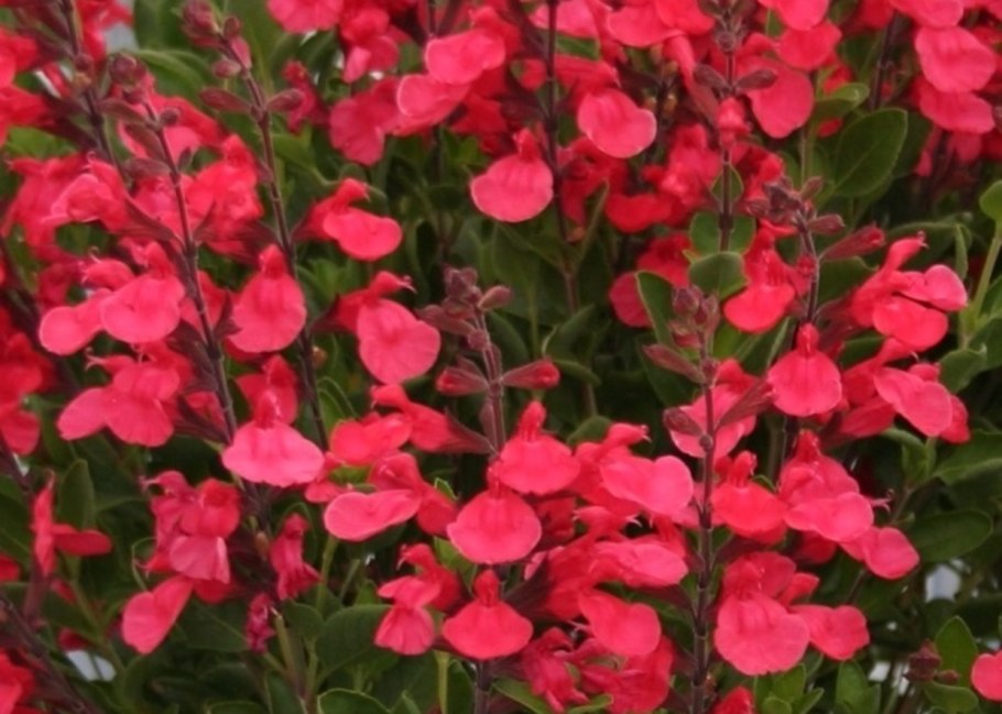 Salvia microphylla