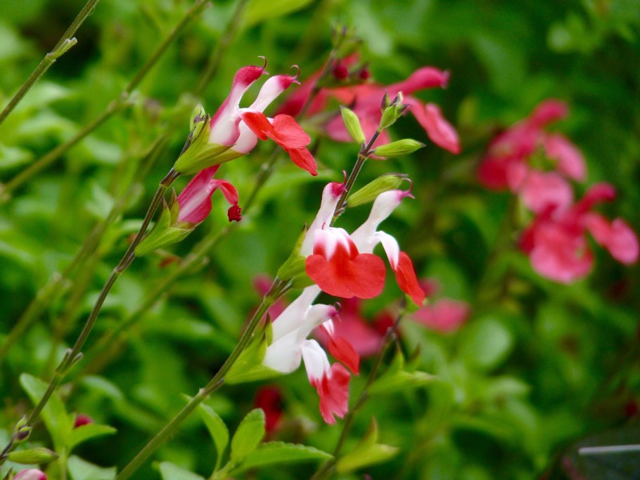 Salvia microphylla цветы