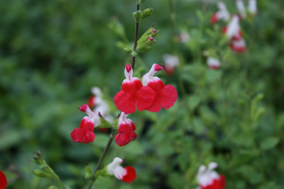Salvia microphylla
