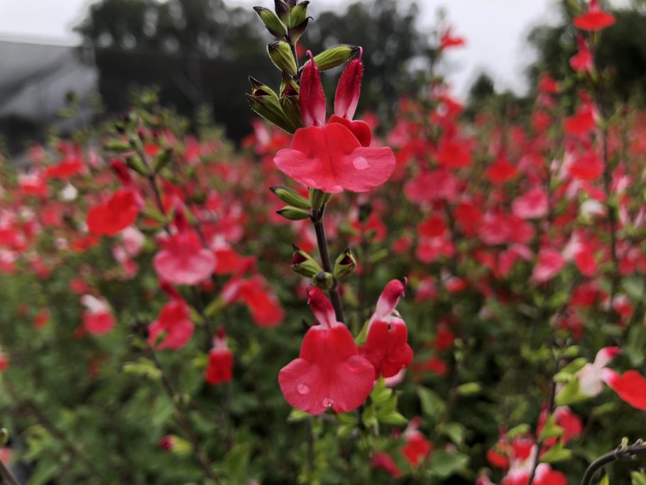 Salvia microphylla hot Lips