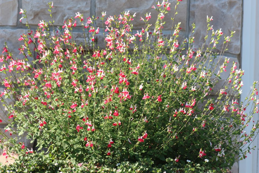 Salvia microphylla 'little Kiss'