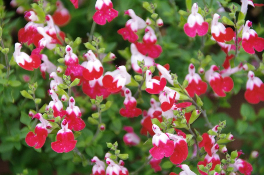 Salvia microphylla Blue Monrovia