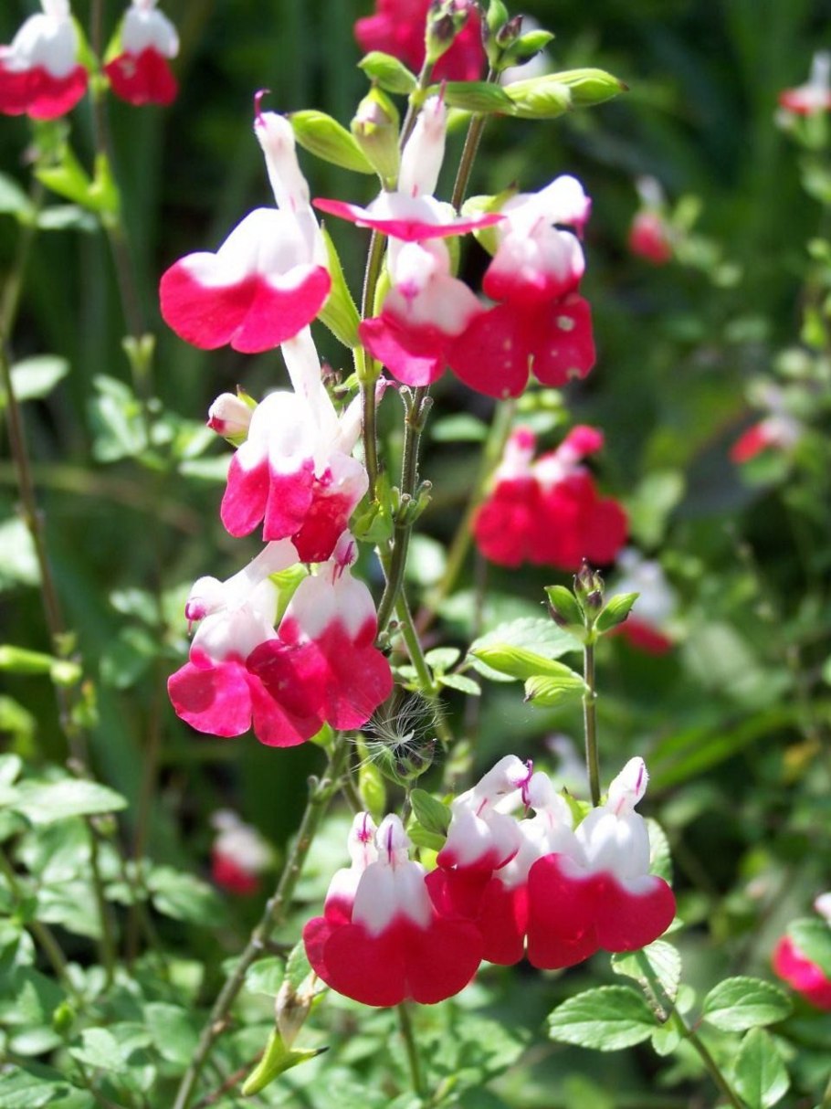 Salvia microphylla