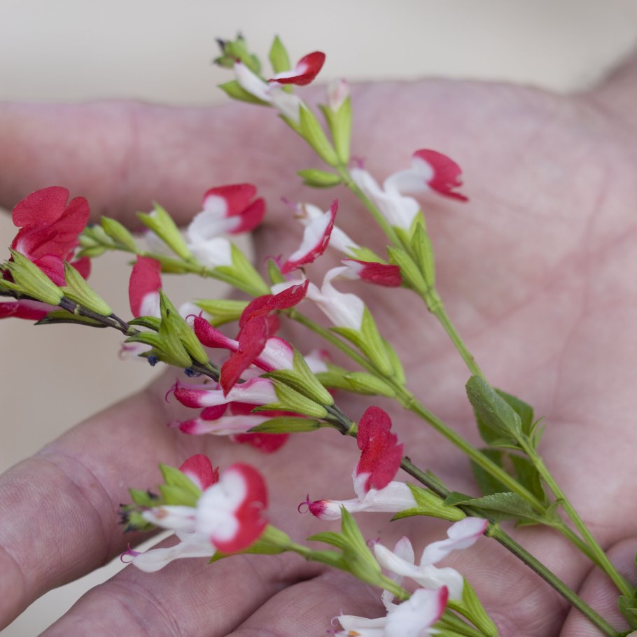 Salvia microphylla