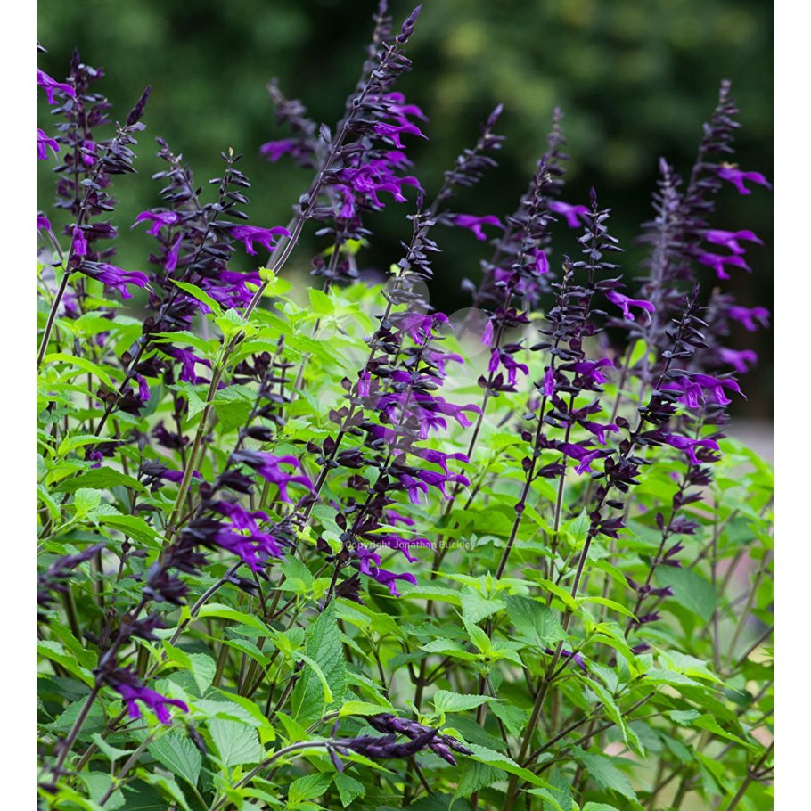 Salvia microphylla hot Lips