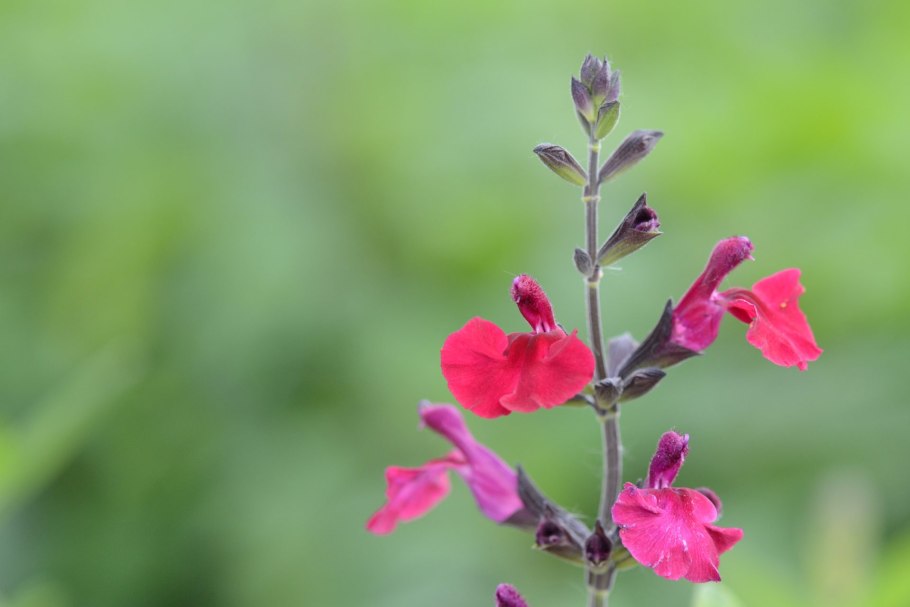 T&M Salvia Lips